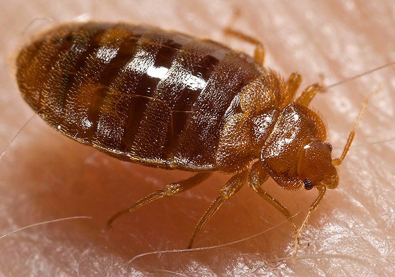 Bed Bugs Bedbugs Exterminator Near You Pest Control
