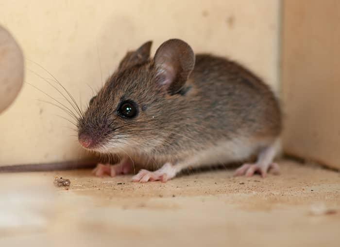 Rats Mice Mouse Rodents Exterminator Near You Pest Control