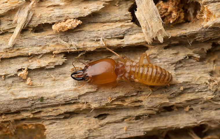 Termites Exterminator Near You Pest Control